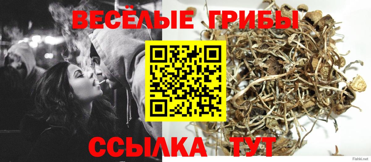Псилоцибиновые грибы MAGIC MUSHROOMS  сколько стоит  Вход с VPN  Избербаш  Галлюциногенные грибы Cubensis 